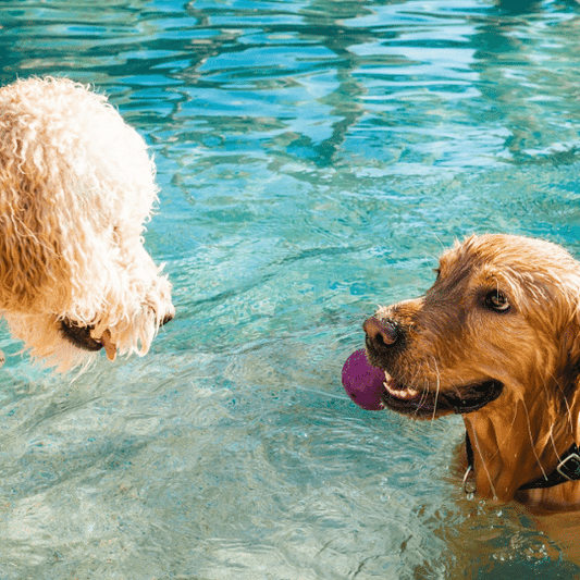 Tips for Keeping Cool Through the Dog Days of Summer