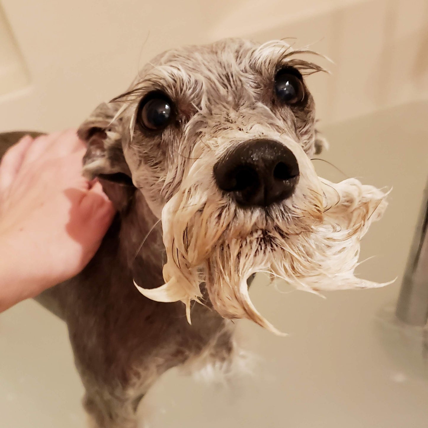 Soap & Cotton Dog Shampoo - Jasper Go Fetch